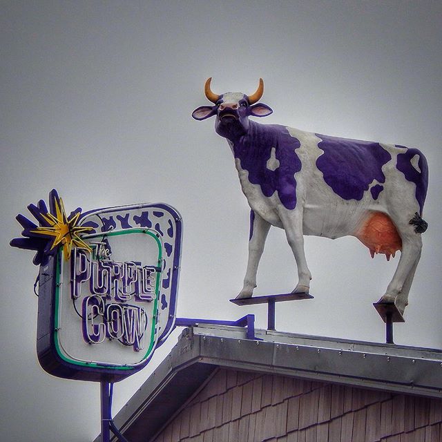 The Purple Cow